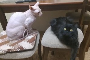 да уж. мне до него далеко, только 28 лет
первое котофото 1993 год
второе котофото вчерашнее