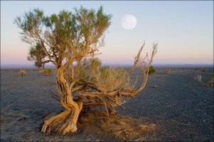 Алматинский дуб уже почти вырубили , так же вырубили знаменитый Апорт и Саксаул . Лет 25 назад и лет 40 назад я мог наестся одним яблоком , у нас апорт рос кругом а теперь его даже на рынке нет ((
