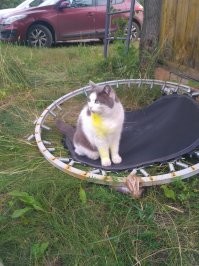 Это лекарство такое от лишая. Не помню как называется. Вот мой красавец, подхватил где-то...