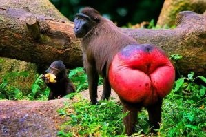 А какая красота в такой сраке?Это негры на большие жопы сквончат,не далеко они от предков ушли