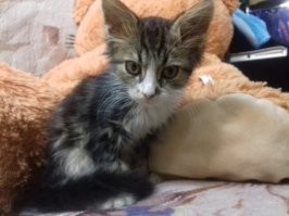 Иннокентий Аглаонемович