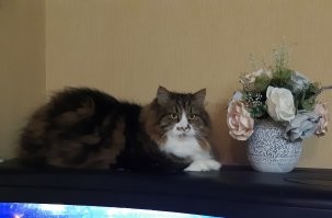 Иннокентий Аглаонемович