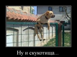 Веселые  картинки