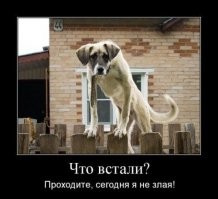 Веселые  картинки