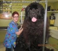 Веселые  картинки