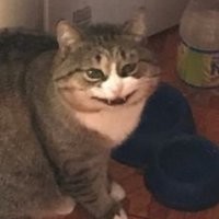 История приручения бездомного кота со скверным характером