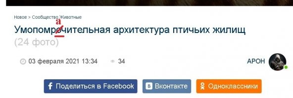 Умопомрочительная архитектура птичьих жилищ