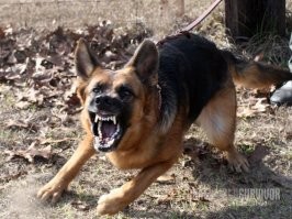 Как можно украсть овчарку у хозяина на поводке? Хоть служебная, хоть не служебная, яйки отгрызет...