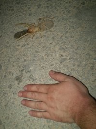 Неконец-то я узнал, что это за хрень!!! 
Это несколько лет назад в пустыне неподалёку от военной базы Цаэлим(Израиль). Был там по долгу службы в командировке. Эта фигня дежурила около нашего генератора часа три, пока ей не наскучило и она  отвалила в неизвестном направлении, оставив наш коллектив в непонятках и лёгкой панике. Не смотря на его мелкие габариты было как-то ссыкотно приближаться...
А на второй картинке(оттуда же) сельпуга. Эти вообще "ручные"))