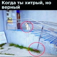 Смешные и познавательные картинки