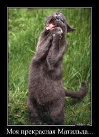 Смешные и познавательные картинки