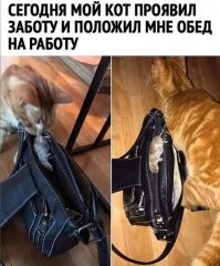 Смешные и познавательные картинки