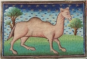 Жираф и верблюд.