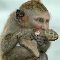 Началось: Илон Маск чипировал обезьяну