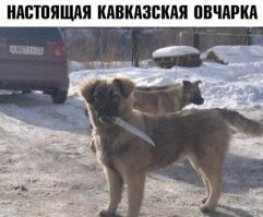 Смешные и познавательные картинки