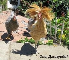 Смешные и познавательные картинки