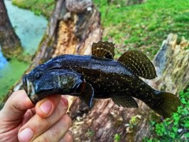 Кому он нужен?))) Нет, с детЯми, чтоб им не скучно было... У них всегда клев, лучше, чем два часа сидеть и на поплавок смотреть, они так не любят.