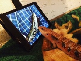 Да, действительно позитивная подборка фото) Добавлю и от себя немного: водитель скутера - "Всё своё ношу с собой", ящер с интересом "Смотрящий передачу" про своих сородичей на планшете и клубника, которую специально не придумаешь )))