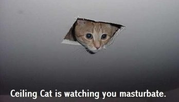 Celling cat уже не тот... разожрался)