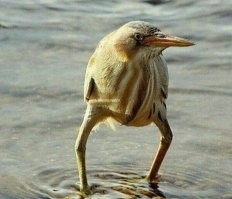 А вот вид спереди.