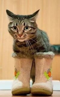 Зима на дворе! 
Сваляй коту валенки!