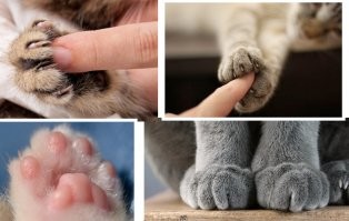 Фу-фу-фу, что за гадость, срочно мягкие лапки смотреть. 
Мягкие кошачьи.