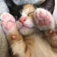 Фу-фу-фу, что за гадость, срочно мягкие лапки смотреть. 
Мягкие кошачьи.