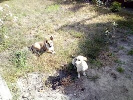 У меня похожая)
Прошлой зимой перед новым годом пришла со своим щенком через соседей, у которых шла стройка.
Живут теперь не бедствуют)