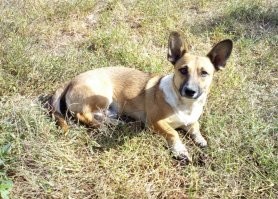 У меня тоже такой есть) овчар дворовый обыкновенный)