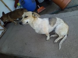 У меня похожая)
Прошлой зимой перед новым годом пришла со своим щенком через соседей, у которых шла стройка.
Живут теперь не бедствуют)