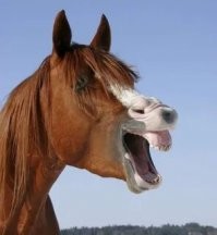 Полицейским Урала устроили разнос после рапорта о коне-насильнике