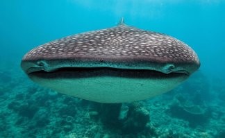 На Китовую акулу!!