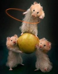 От у либерастов бомбит, сраки рвутся, как у псаки. Прям петардами. Хомячки хором: - О, святая псака!