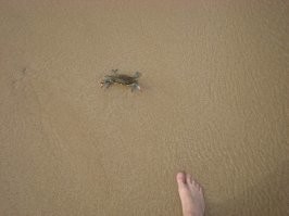 Именно поэтому, фотографируя что-то малознакомое/необычное/непонятное, стараюсь в кадр поместить что-то обыкновенное, всем знакомого/понятного размера: монетку, спичку, да просто, например, часть собственной ступни.