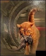 Мастер фотошопа показал, каким станет мир, если его захватят коты