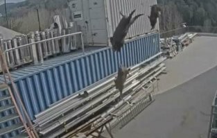 Этих жалко. Явно травмировались при падении