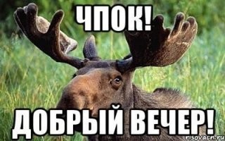 Это до неё ещё не добрался вежливый лось!
