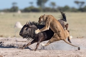 Ученые выяснили функцию "воротника" у протоцератопсов