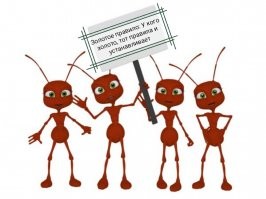 Хозяйственные муравьи утащили золотой браслет женщины