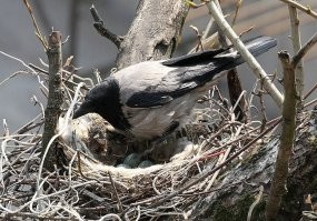 Вороны троллят разных животных, дергая их за хвосты