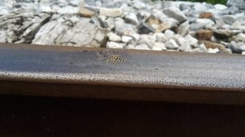 Анна Каренина...