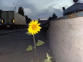 В трещине асфальта