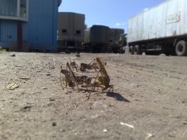 А потом эти все сожрали