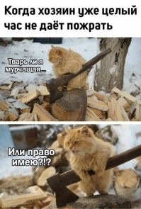 Убойные мемы с котом, которые зарядят позитивом