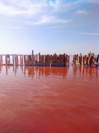 В Крыму на Сасыке тоже розовое соленое озеро.