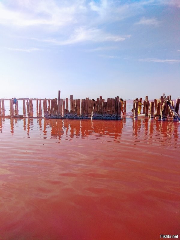 В Крыму на Сасыке тоже розовое соленое озеро.