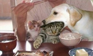 Ну фотошоп же, причём кривой