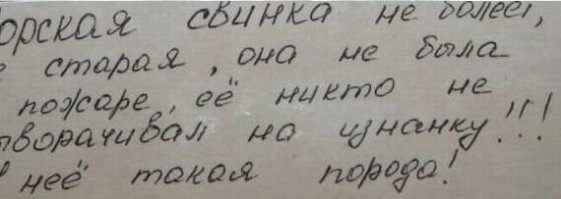 Эх, взглянуть бы на ту свинку, хоть одним глазком!