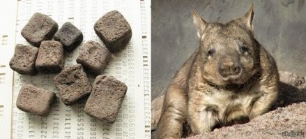 Если перевозить вомбатов, то следует считать по формуле:
Ккирп. = Количество вомбатов х 9...