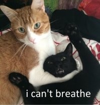 Не толерантненько